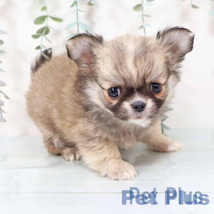 大阪府のチワワ(ロング) (ペットプラス りんくう泉南店/2025年11月17日生まれ/男の子/フォーンホワイト)の子犬の1枚目の画像
