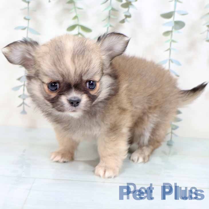 大阪府のチワワ(ロング) (ペットプラス りんくう泉南店/2025年11月17日生まれ/男の子/フォーンホワイト)の子犬の2枚目の画像