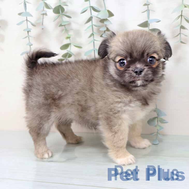 大阪府のチワワ(ロング) (ペットプラス イオン大日店/2025年11月17日生まれ/女の子/フォーンホワイト)の子犬