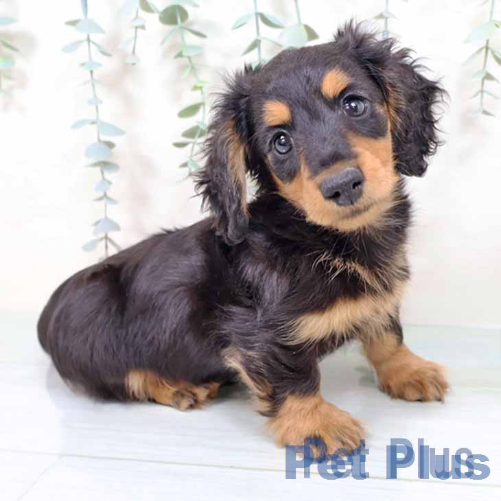 京都府のカニンヘンダックスフンド(ロング) (ペットプラス 久御山店/2025年11月15日生まれ/男の子/ブラックタン)の子犬の1枚目の画像