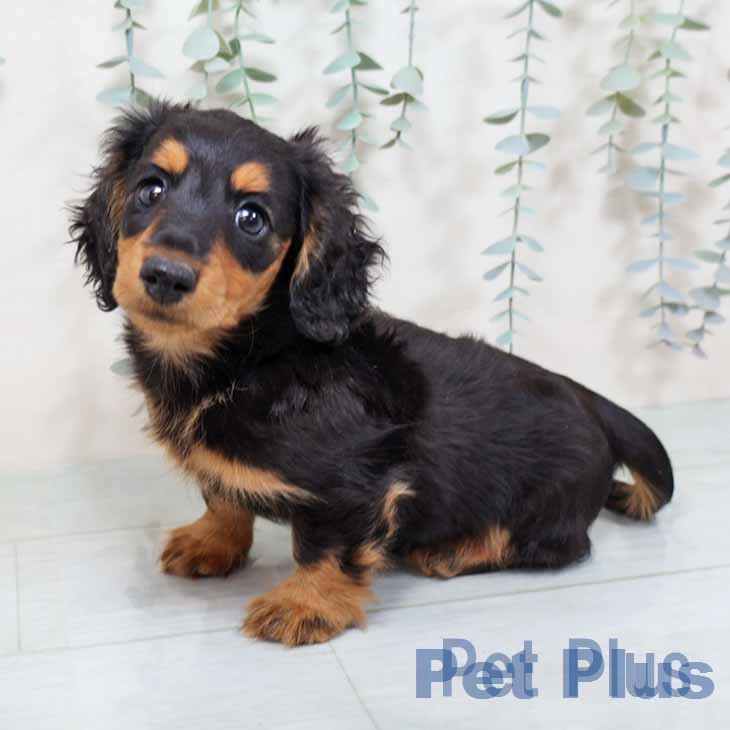 京都府のカニンヘンダックスフンド(ロング) (ペットプラス 久御山店/2025年11月15日生まれ/男の子/ブラックタン)の子犬の2枚目の画像