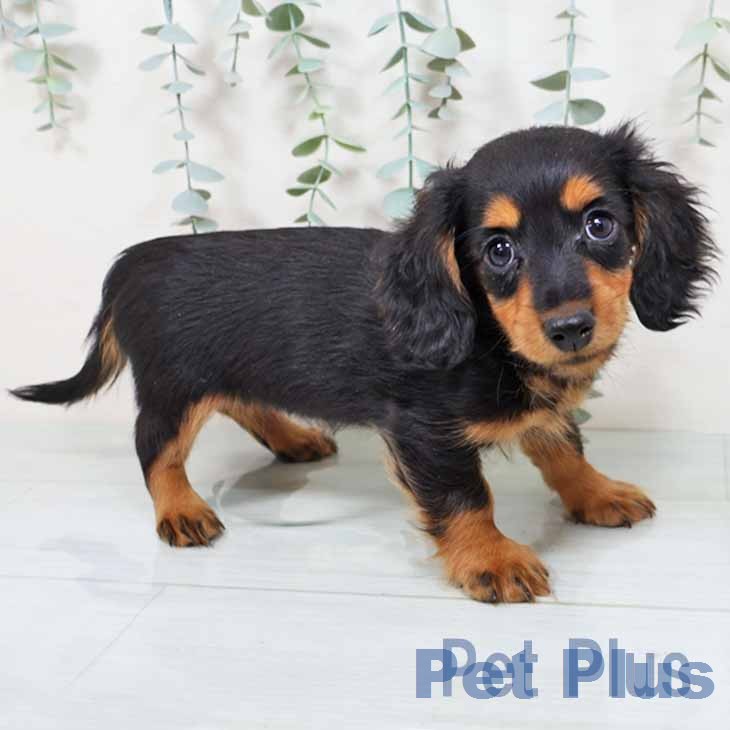 京都府のカニンヘンダックスフンド(ロング) (ペットプラス 醍醐店/2025年11月15日生まれ/女の子/ブラックタン)の子犬の1枚目の画像