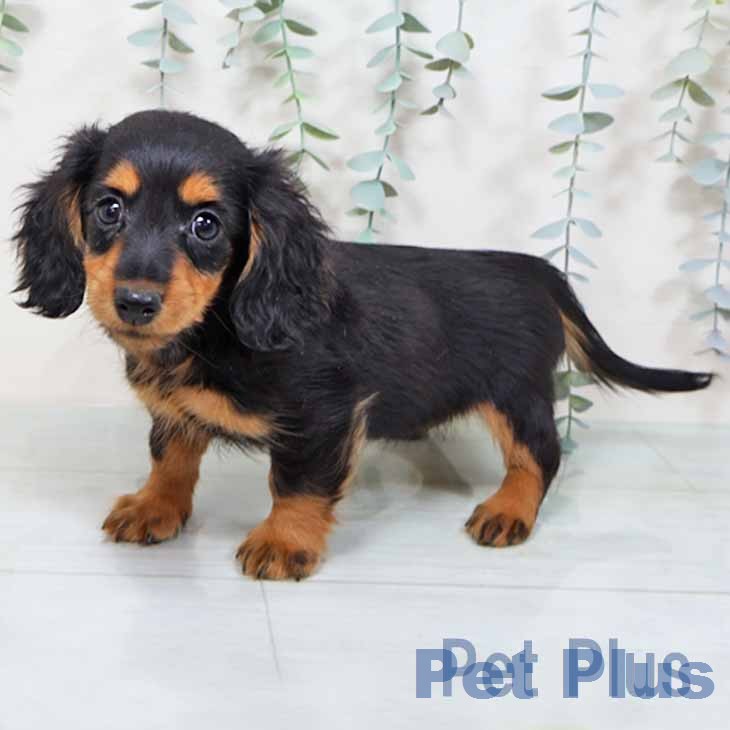 京都府のカニンヘンダックスフンド(ロング) (ペットプラス 醍醐店/2025年11月15日生まれ/女の子/ブラックタン)の子犬の2枚目の画像