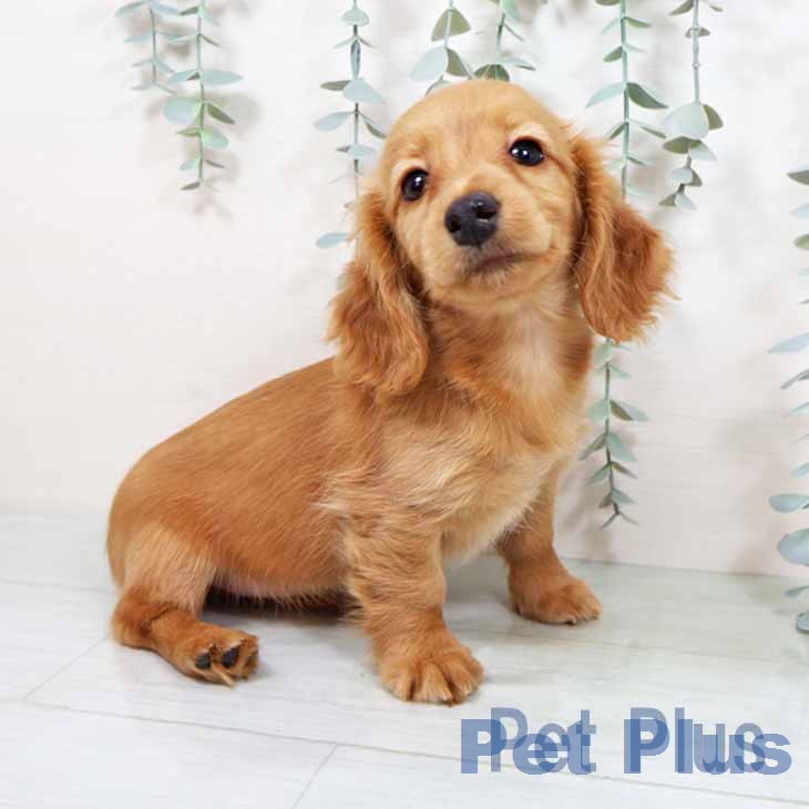 大阪府のカニンヘンダックスフンド(ロング) (ペットプラス りんくう泉南店/2025年11月15日生まれ/女の子/ゴールド)の子犬の2枚目の画像