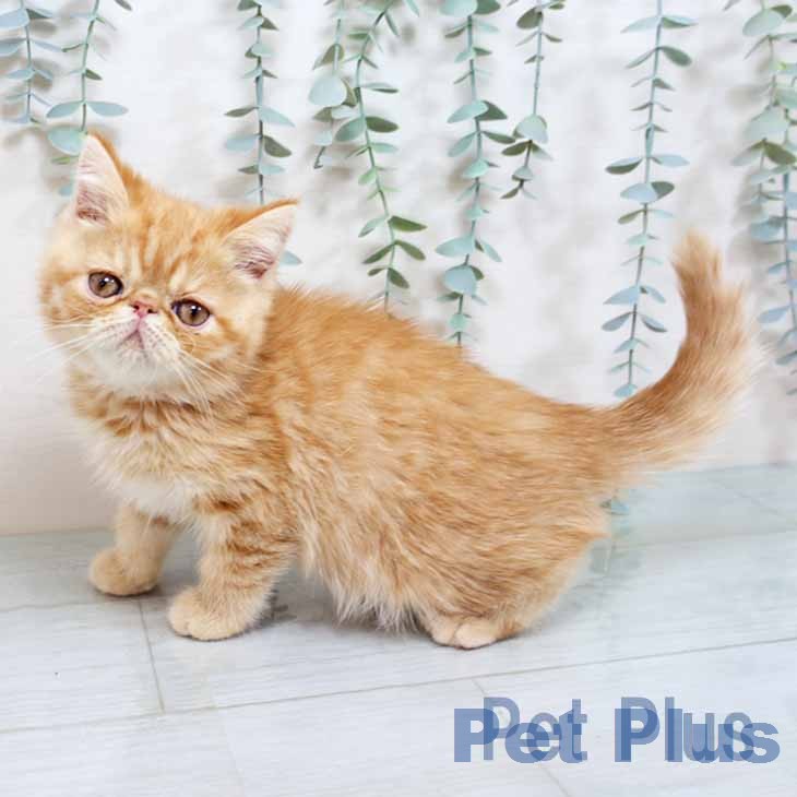 大阪府のエキゾチック (ペットプラス りんくう泉南店/2025年11月12日生まれ/男の子/レッドタビー)の子猫の2枚目の画像