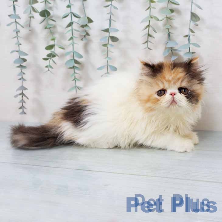 大阪府のエキゾチック (ペットプラス イオン大日店/2025年11月12日生まれ/女の子/キャリコ)の子猫の1枚目の画像