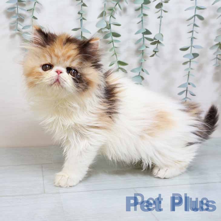 大阪府のエキゾチック (ペットプラス イオン大日店/2025年11月12日生まれ/女の子/キャリコ)の子猫の2枚目の画像