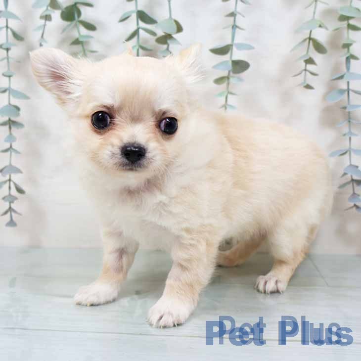 大阪府のチワワ(ロング) (ペットプラス イオン大日店/2025年11月14日生まれ/男の子/クリーム)の子犬の2枚目の画像