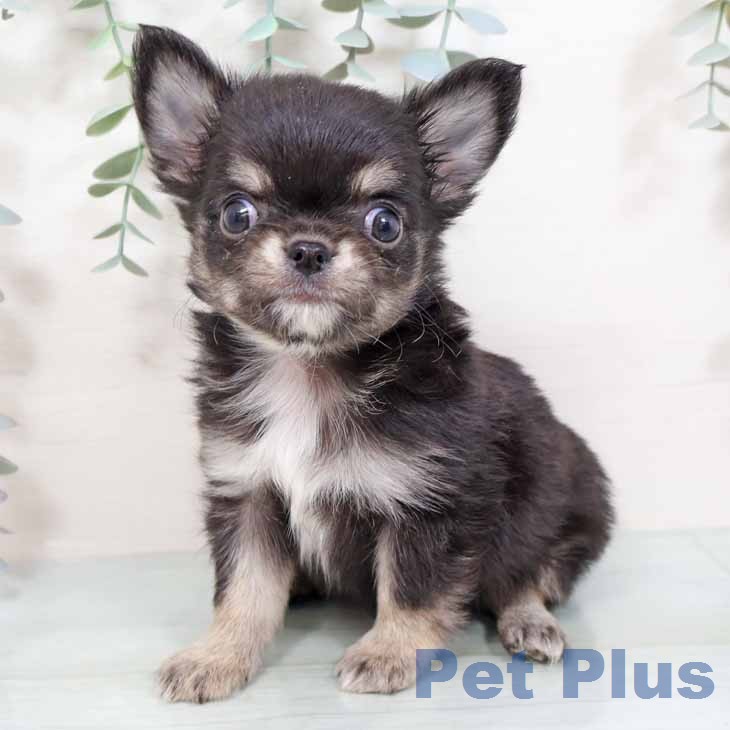 大阪府のチワワ(ロング) (ペットプラス イオン大日店/2025年11月18日生まれ/男の子/ブラックタンホワイト)の子犬
