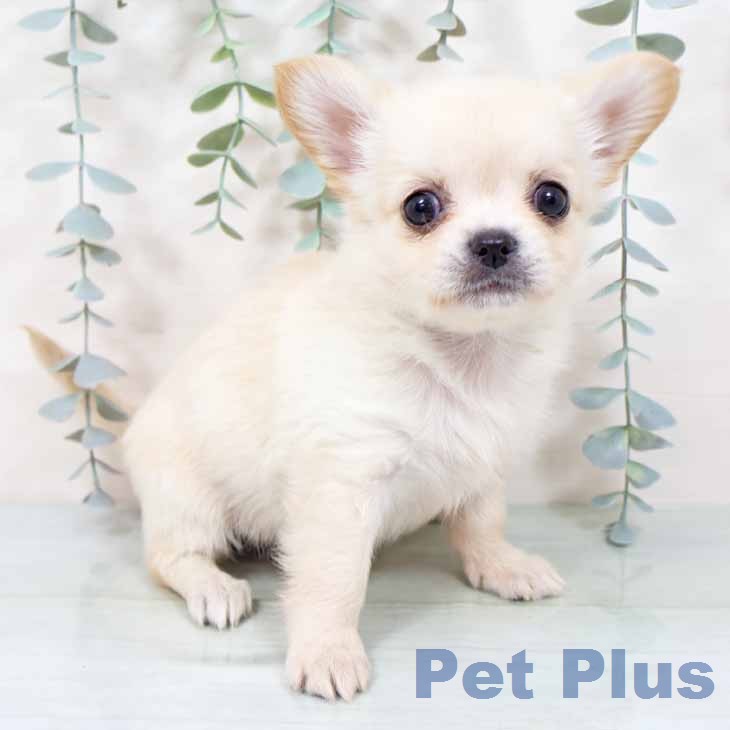 兵庫県のチワワ(ロング) (ペットプラス 神戸三宮店/2025年11月18日生まれ/女の子/クリームホワイト)の子犬の1枚目の画像