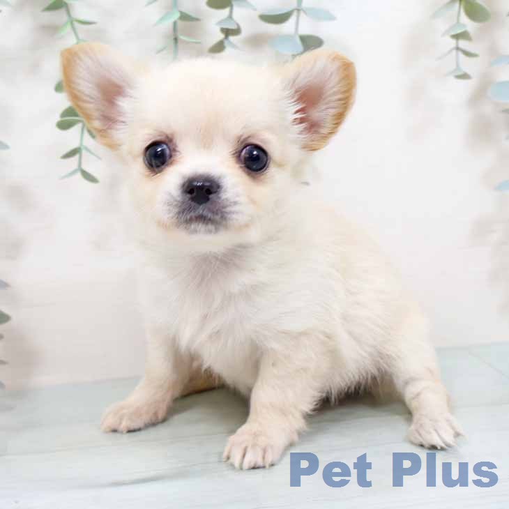 兵庫県のチワワ(ロング) (ペットプラス 神戸三宮店/2025年11月18日生まれ/女の子/クリームホワイト)の子犬の2枚目の画像