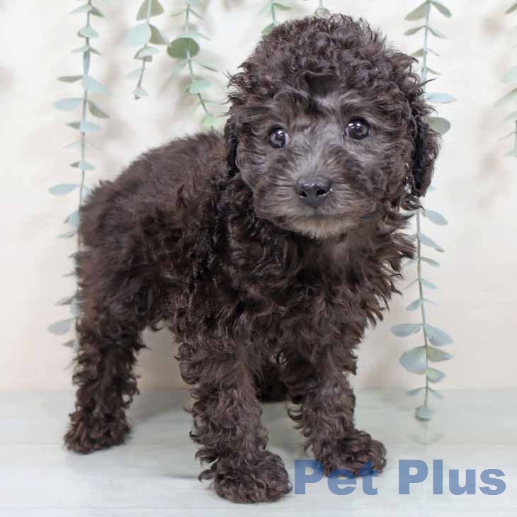 大阪府のトイプードル(トイ) (ペットプラス イオン大日店/2025年11月14日生まれ/男の子/シルバー)の子犬の1枚目の画像