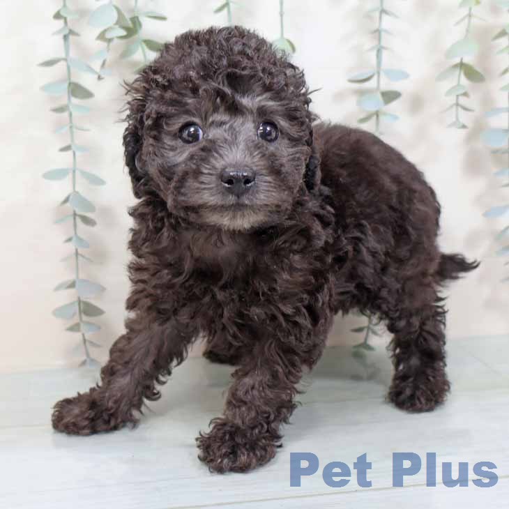 大阪府のトイプードル(トイ) (ペットプラス イオン大日店/2025年11月14日生まれ/男の子/シルバー)の子犬の2枚目の画像