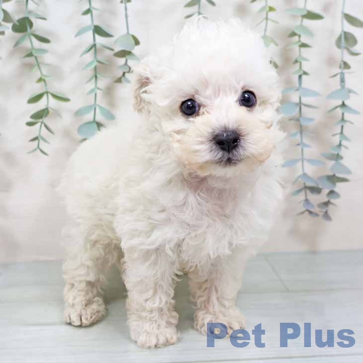 新潟県のトイプードル(トイ) (ペットプラス 新潟南店/2025年11月14日生まれ/男の子/ホワイト)の子犬の1枚目の画像
