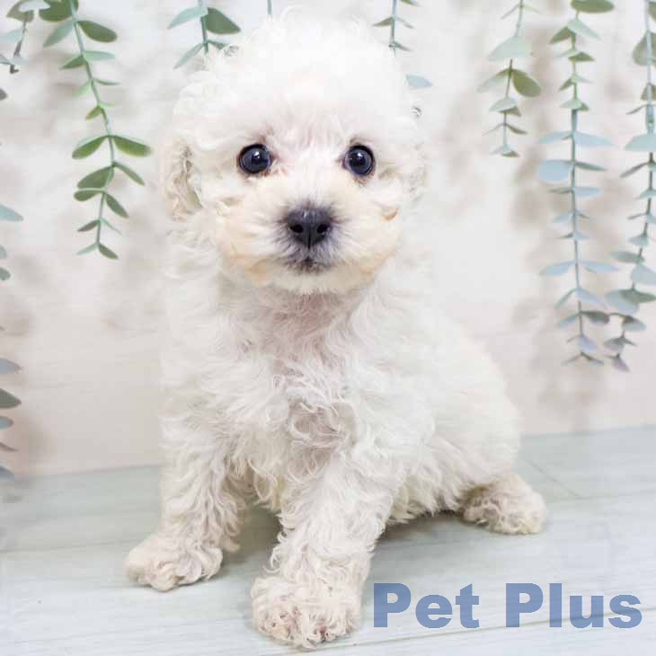 新潟県のトイプードル(トイ) (ペットプラス 新潟南店/2025年11月14日生まれ/男の子/ホワイト)の子犬の2枚目の画像