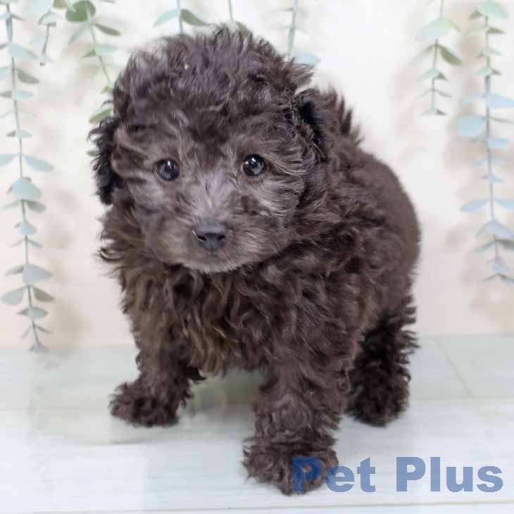 大阪府のトイプードル(トイ) (ペットプラス イオン大日店/2025年11月14日生まれ/女の子/シルバー)の子犬の1枚目の画像