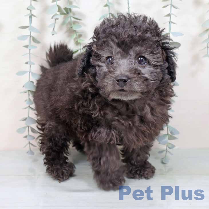 大阪府のトイプードル(トイ) (ペットプラス イオン大日店/2025年11月14日生まれ/女の子/シルバー)の子犬の2枚目の画像