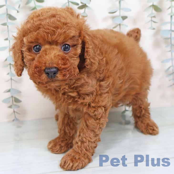 大阪府のトイプードル(トイ) (ペットプラス 大阪ドームシティ店/2025年11月18日生まれ/男の子/レッドフォーン)の子犬の1枚目の画像