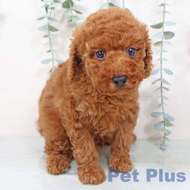 大阪府のトイプードル(トイ) (ペットプラス 大阪ドームシティ店/2025年11月18日生まれ/男の子/レッドフォーン)の子犬の2枚目の画像