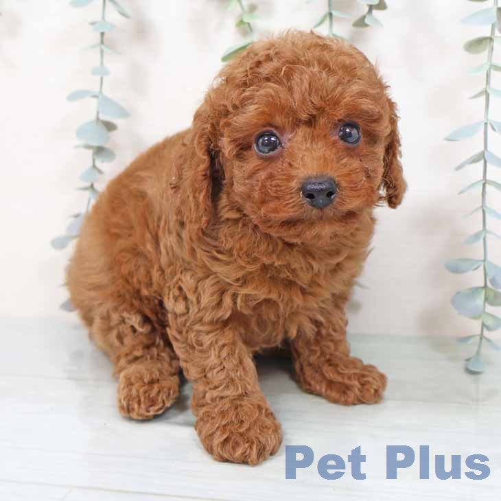 大阪府のトイプードル(トイ) (ペットプラス 大阪ドームシティ店/2025年11月18日生まれ/女の子/レッドフォーン)の子犬の1枚目の画像