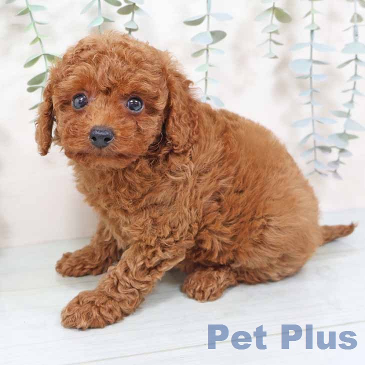 大阪府のトイプードル(トイ) (ペットプラス 大阪ドームシティ店/2025年11月18日生まれ/女の子/レッドフォーン)の子犬の2枚目の画像