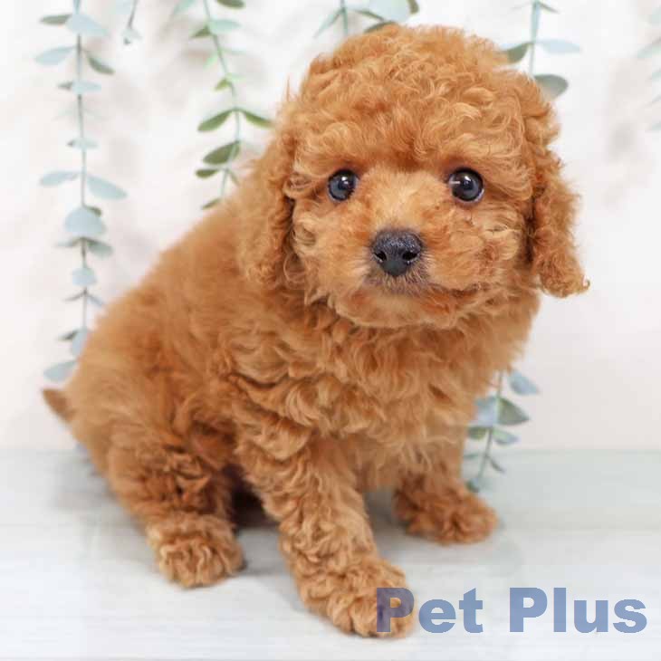 奈良県のトイプードル(トイ) (ペットプラス 大和郡山店/2025年11月18日生まれ/女の子/レッドフォーン)の子犬の1枚目の画像