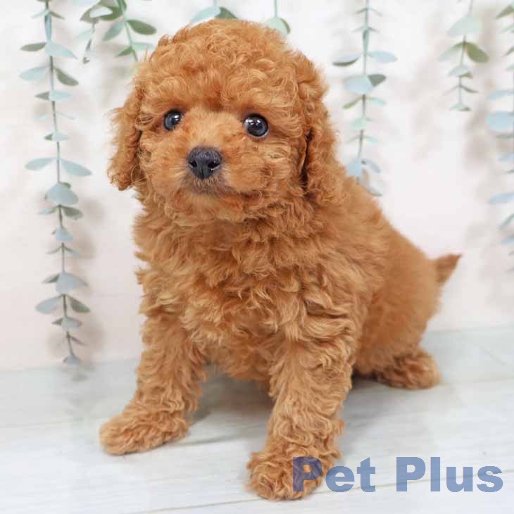 奈良県のトイプードル(トイ) (ペットプラス 大和郡山店/2025年11月18日生まれ/女の子/レッドフォーン)の子犬の2枚目の画像