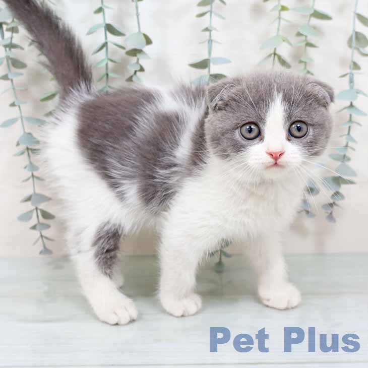 大阪府のスコティッシュフォールド (ペットプラス 鶴見店/2025年11月18日生まれ/女の子/ブルーパッチドタビーホワイト)の子猫の1枚目の画像