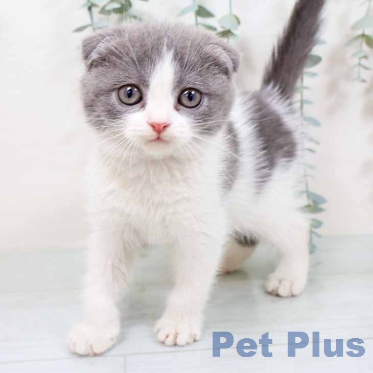 大阪府のスコティッシュフォールド (ペットプラス 鶴見店/2025年11月18日生まれ/女の子/ブルーパッチドタビーホワイト)の子猫の2枚目の画像