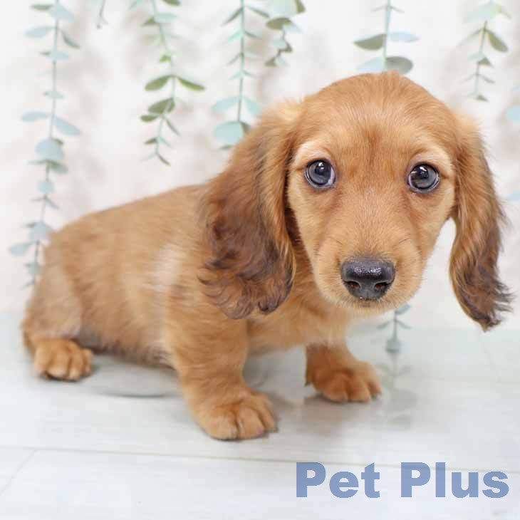 奈良県のミニチュアダックスフンド(ロング) (ペットプラス 大和郡山店/2025年11月18日生まれ/男の子/レッド)の子犬の1枚目の画像