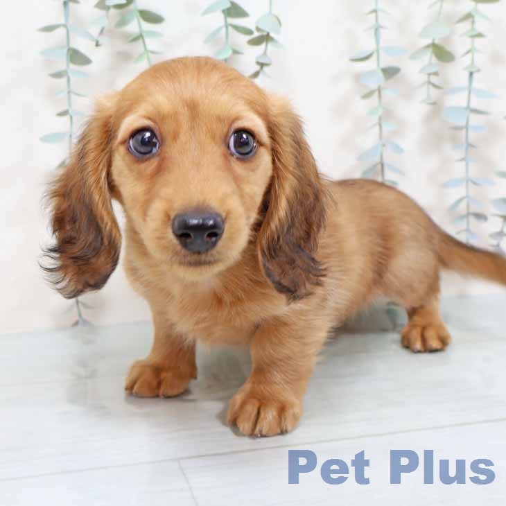 奈良県のミニチュアダックスフンド(ロング) (ペットプラス 大和郡山店/2025年11月18日生まれ/男の子/レッド)の子犬の2枚目の画像