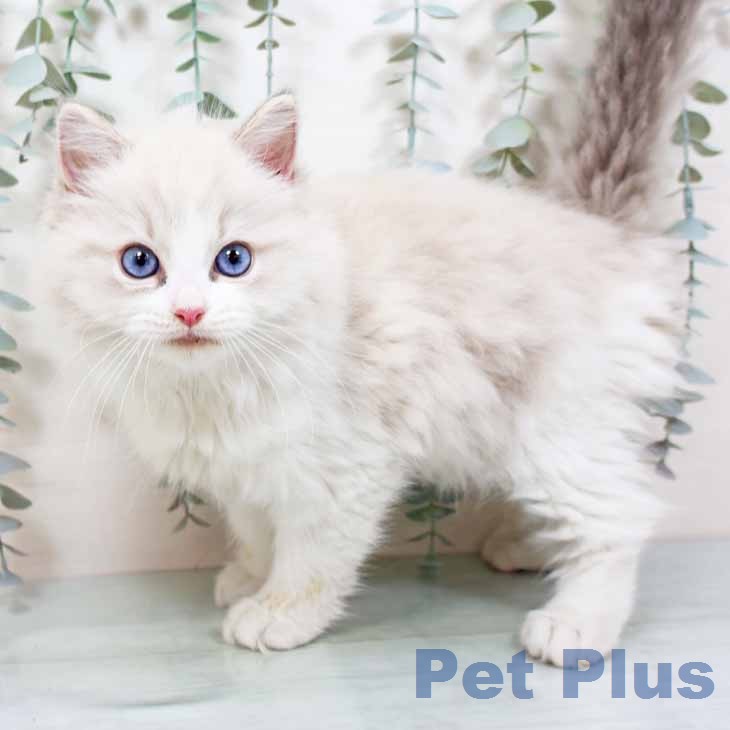京都府のラグドール (ペットプラス イオンモールKYOTO店/2025年11月17日生まれ/男の子/ブルーリンクスポイントバイカラー)の子猫の1枚目の画像