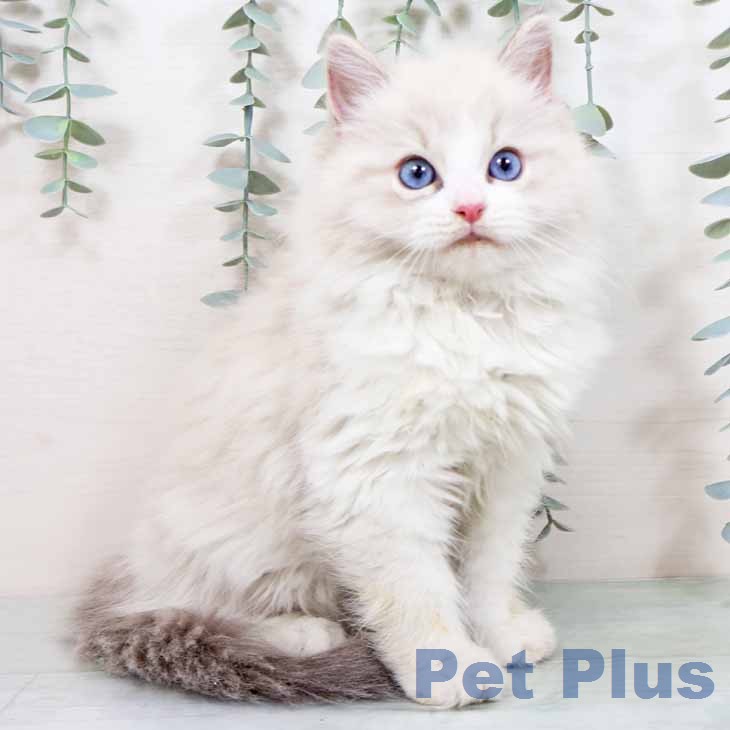 京都府のラグドール (ペットプラス イオンモールKYOTO店/2025年11月17日生まれ/男の子/ブルーリンクスポイントバイカラー)の子猫の2枚目の画像