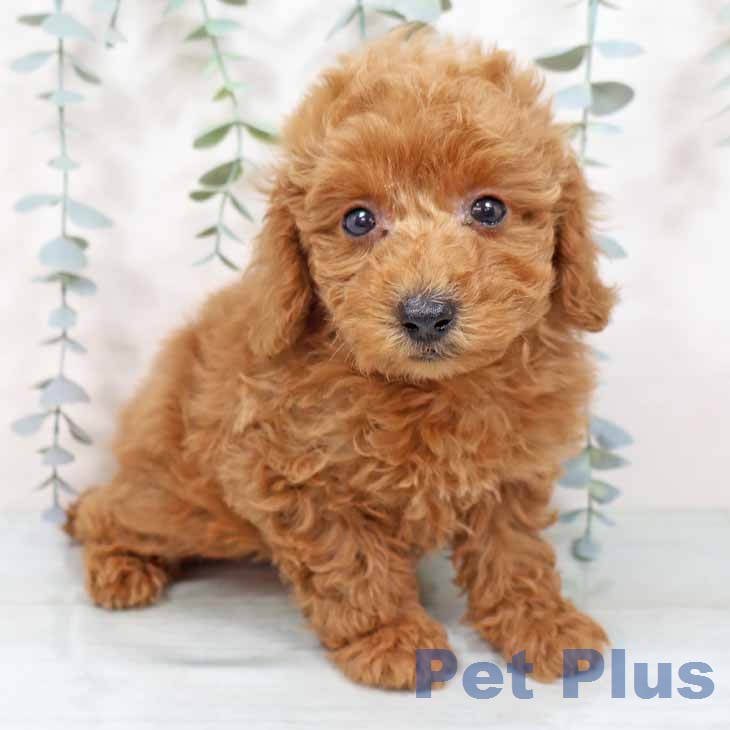 大阪府のトイプードル(トイ) (ペットプラス イオン大日店/2025年11月19日生まれ/男の子/オレンジフォーン)の子犬の1枚目の画像