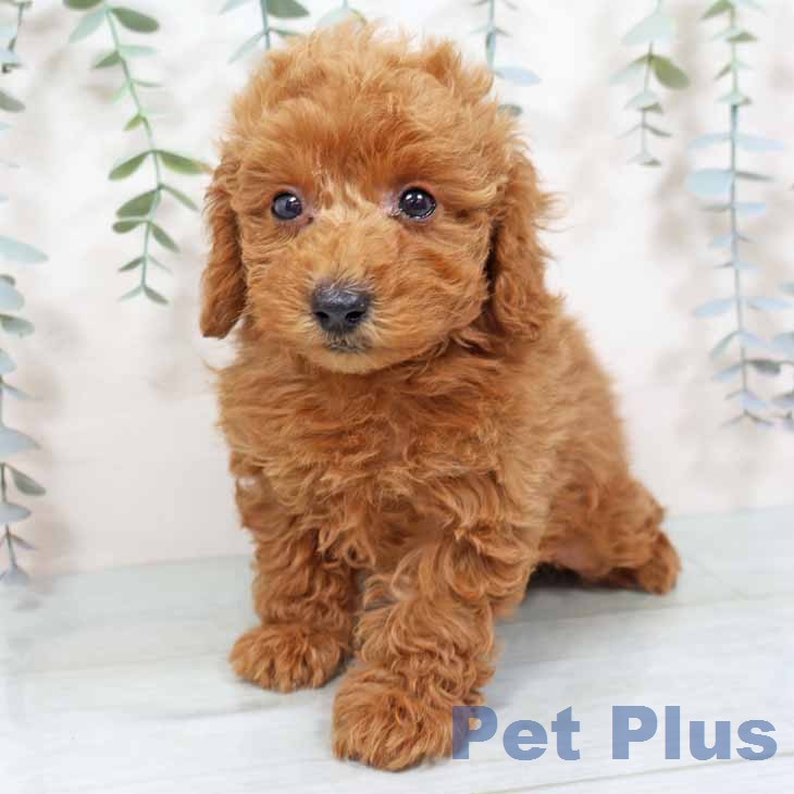 大阪府のトイプードル(トイ) (ペットプラス イオン大日店/2025年11月19日生まれ/男の子/オレンジフォーン)の子犬の2枚目の画像