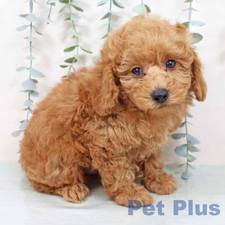 京都府のトイプードル(トイ) (ペットプラス イオンモールKYOTO店/2025年11月19日生まれ/男の子/オレンジフォーン)の子犬の1枚目の画像