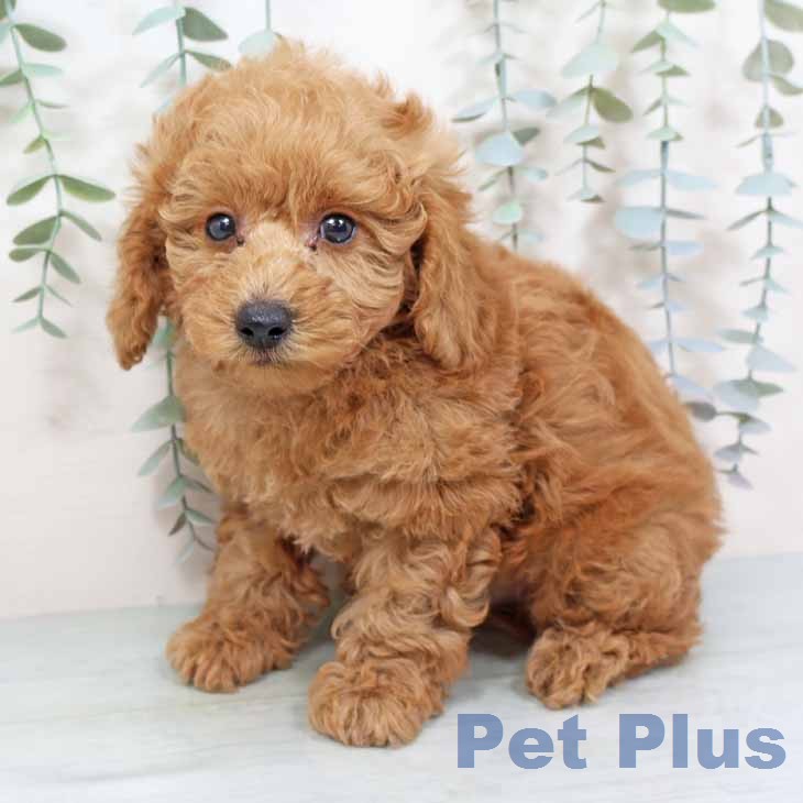 京都府のトイプードル(トイ) (ペットプラス イオンモールKYOTO店/2025年11月19日生まれ/男の子/オレンジフォーン)の子犬の2枚目の画像