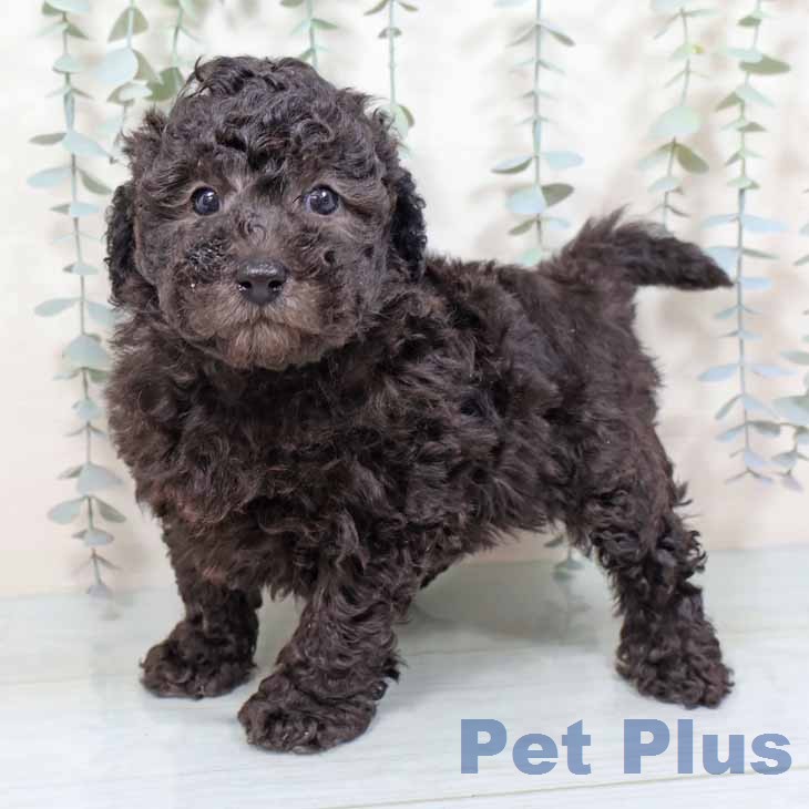 奈良県のトイプードル(トイ) (ペットプラス 大和郡山店/2025年11月15日生まれ/男の子/シルバー)の子犬の1枚目の画像