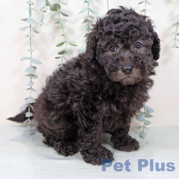 奈良県のトイプードル(トイ) (ペットプラス 大和郡山店/2025年11月15日生まれ/男の子/シルバー)の子犬の2枚目の画像