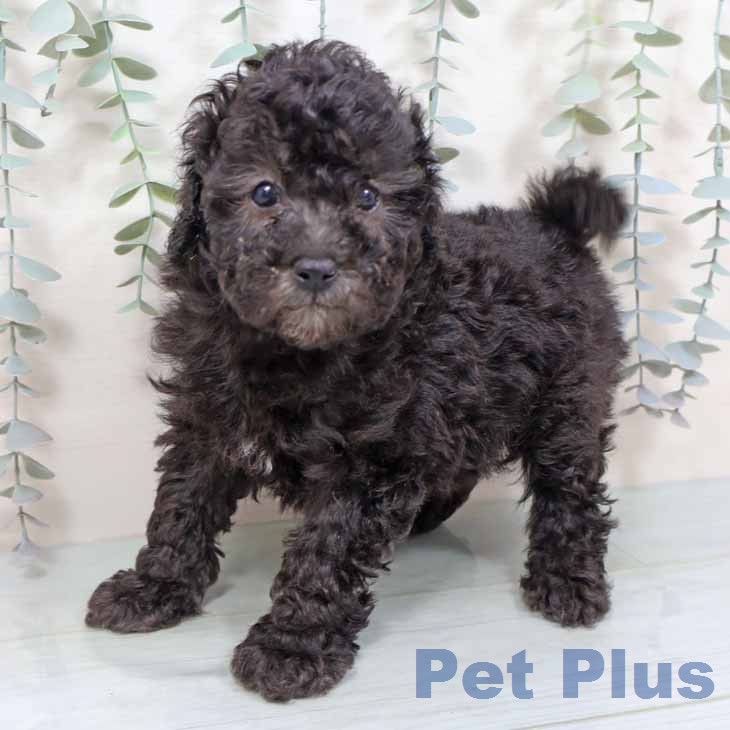 大阪府のトイプードル(トイ) (ペットプラス 大阪ドームシティ店/2025年11月15日生まれ/女の子/シルバー)の子犬の1枚目の画像