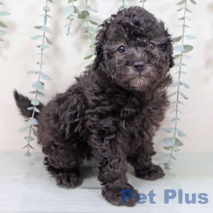 大阪府のトイプードル(トイ) (ペットプラス 大阪ドームシティ店/2025年11月15日生まれ/女の子/シルバー)の子犬の2枚目の画像