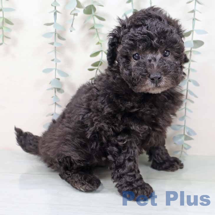 大阪府のトイプードル(トイ) (ペットプラス 四條畷店/2025年11月15日生まれ/女の子/シルバー)の子犬の1枚目の画像