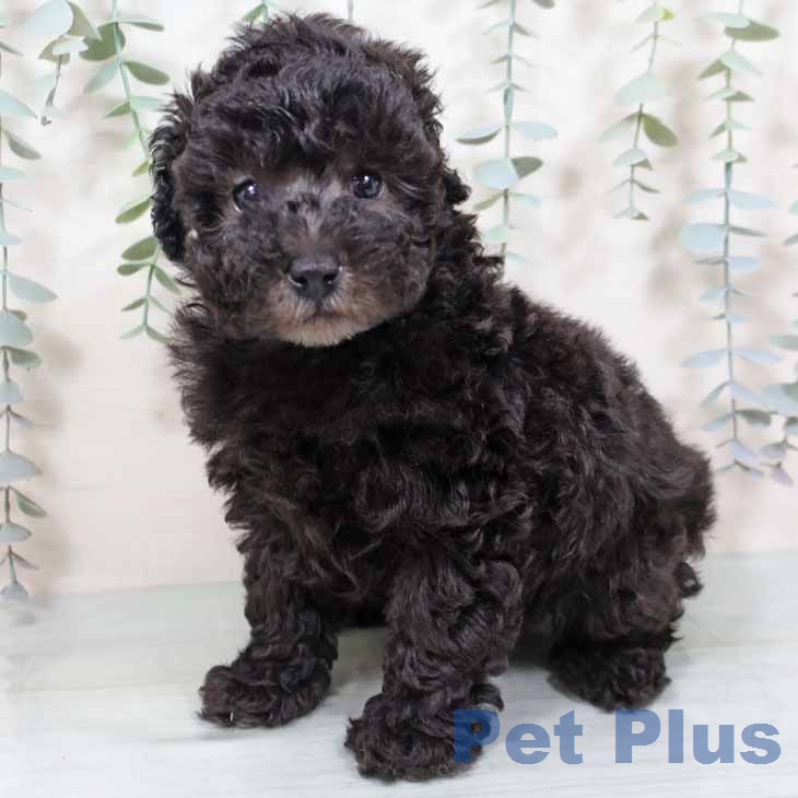 大阪府のトイプードル(トイ) (ペットプラス 四條畷店/2025年11月15日生まれ/女の子/シルバー)の子犬の2枚目の画像