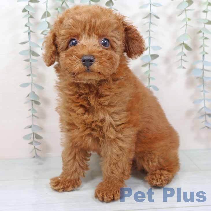 大阪府のトイプードル(トイ) (ペットプラス イオン大日店/2025年11月14日生まれ/男の子/レッドフォーン)の子犬の1枚目の画像