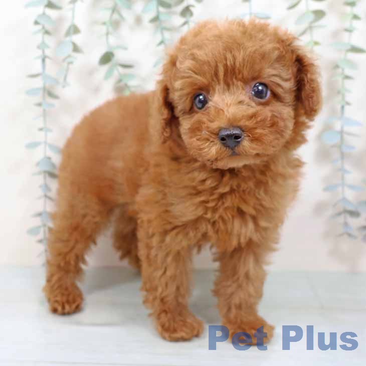 大阪府のトイプードル(トイ) (ペットプラス イオン大日店/2025年11月14日生まれ/男の子/レッドフォーン)の子犬の2枚目の画像