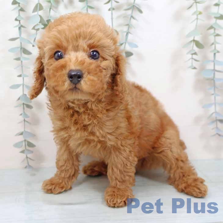 大阪府のトイプードル(トイ) (ペットプラス りんくう泉南店/2025年11月14日生まれ/男の子/レッドフォーン)の子犬の2枚目の画像