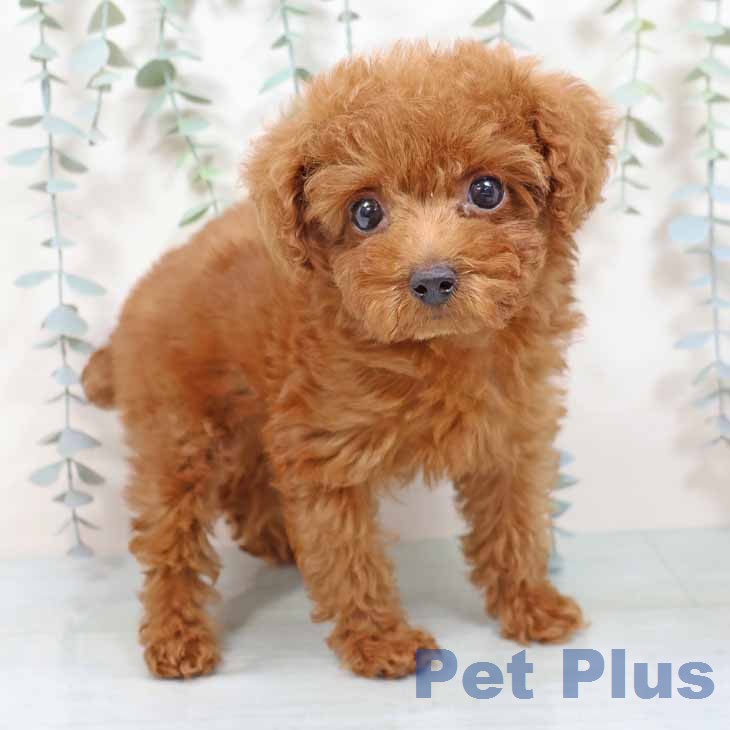 兵庫県のトイプードル(トイ) (ペットプラス 神戸三宮店/2025年11月14日生まれ/女の子/レッドフォーン)の子犬の1枚目の画像