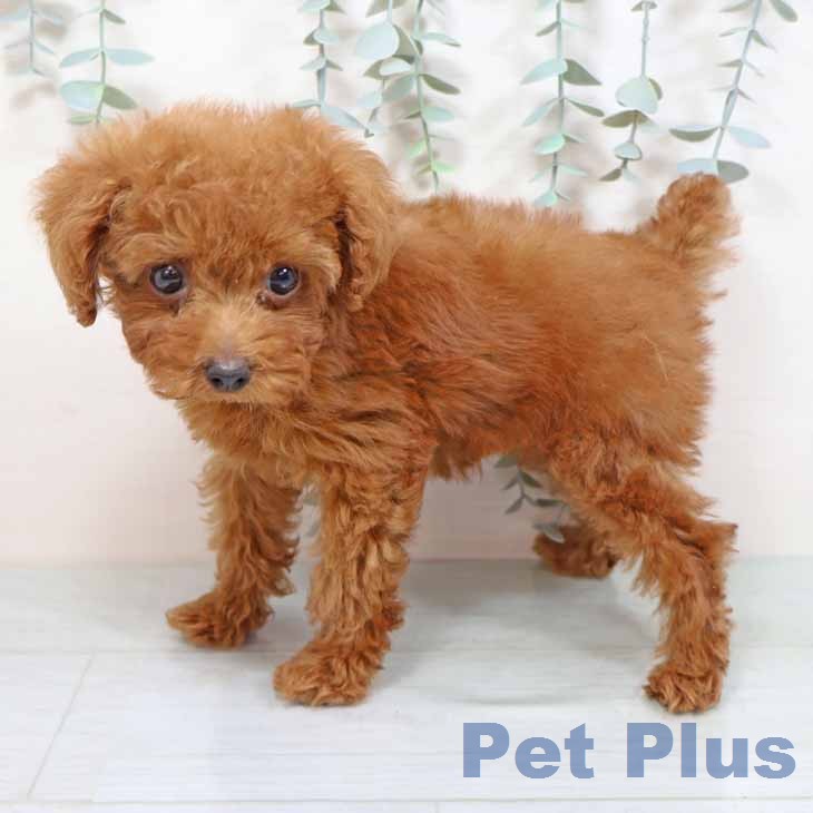 兵庫県のトイプードル(トイ) (ペットプラス 神戸三宮店/2025年11月14日生まれ/女の子/レッドフォーン)の子犬の2枚目の画像