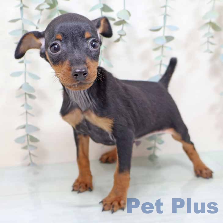 新潟県のミニチュアピンシャー (ペットプラス 新潟南店/2025年11月17日生まれ/男の子/ブラックタン)の子犬の1枚目の画像