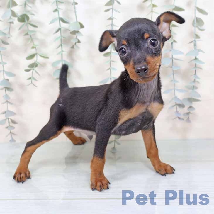 新潟県のミニチュアピンシャー (ペットプラス 新潟南店/2025年11月17日生まれ/男の子/ブラックタン)の子犬の2枚目の画像